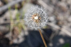 Taraxacum acricorne