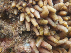 Isaurus tuberculatus