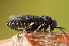 Caliroa annulipes