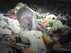 Rattus