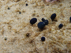 Eudistoma caeruleum