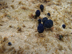 Eudistoma caeruleum