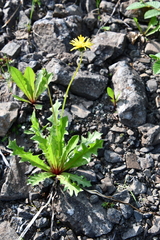 Taraxacum acricorne