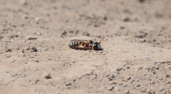 Psaenythia interrupta