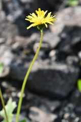 Taraxacum acricorne