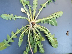 Taraxacum aequilobum