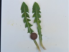 Taraxacum aequilobum