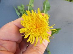 Taraxacum aequilobum