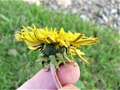 Taraxacum aequilobum