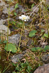 Taraxacum arcticum