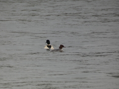 Mergus merganser