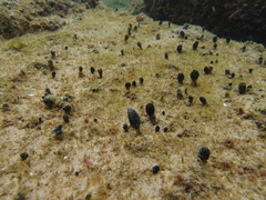 Eudistoma caeruleum