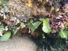 Udotea orientalis