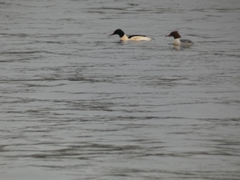 Mergus merganser
