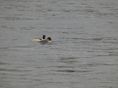 Mergus merganser
