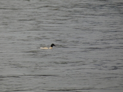 Mergus merganser