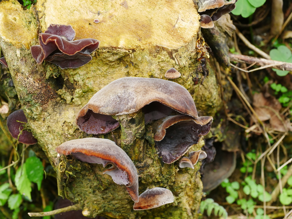 Auricularia polytricha · November 2021 · photo: © chenjacy (iNaturalist, cc-by)