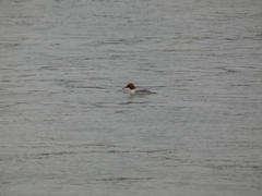 Mergus merganser