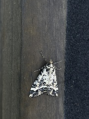 Pseudocoremia leucelaea