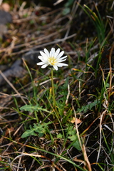 Taraxacum arcticum