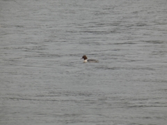 Mergus merganser