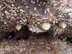 Scutellastra granularis