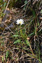 Taraxacum arcticum