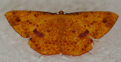 Eumelea ludovicata