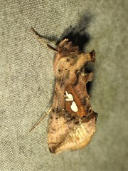 Autographa bimaculata