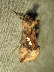 Autographa bimaculata