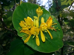 Lonicera flava