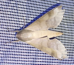 Phylloxiphia