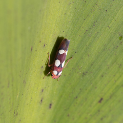 Tettisama quinquemaculata