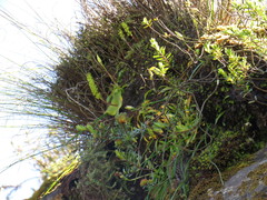 Hymenophyllum capense