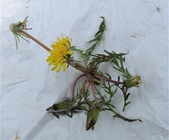 Taraxacum lacistophyllum