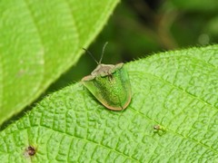 Dorynota kiesenwetteri