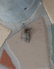 Eucoptocnemis fimbriaris