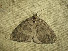 Hydriomena furcata