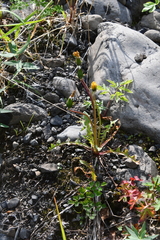 Taraxacum bicorne