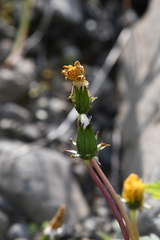 Taraxacum bicorne