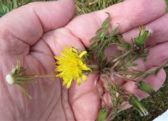 Taraxacum lacistophyllum