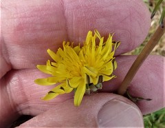Taraxacum lacistophyllum