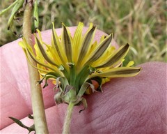 Taraxacum lacistophyllum