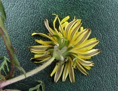 Taraxacum lacistophyllum