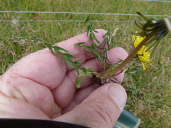 Taraxacum lacistophyllum