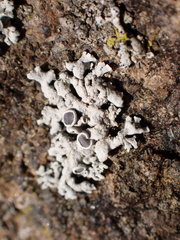 Physcia phaea