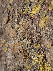 Caloplaca sideritis