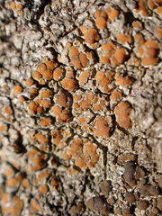 Caloplaca sideritis