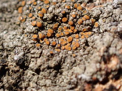 Caloplaca sideritis