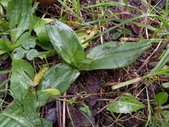 Ophrys lutea